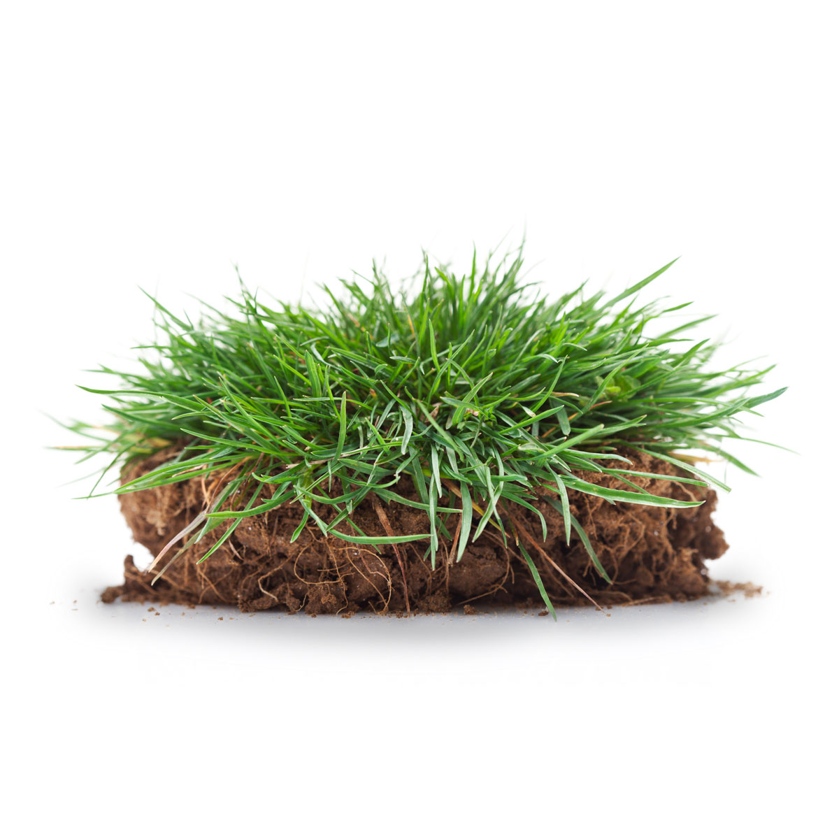 Premium Garden Turf